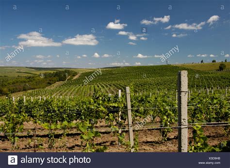 Cricova Moldova Nationality Vineculture Vineyards Viniculture High