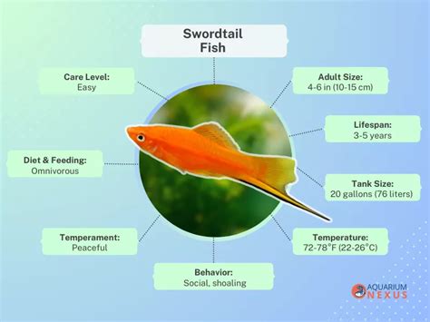 Swordtail Fish Care Complete Guide For Beginners Aquariumnexus