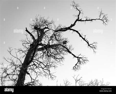 Dry Tree With Cloudy Sky In Almaty Stock Photo Alamy