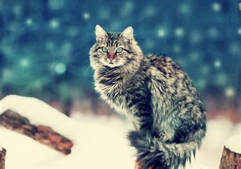 Most Expensive Cats In The World Valuable Cat Breeds