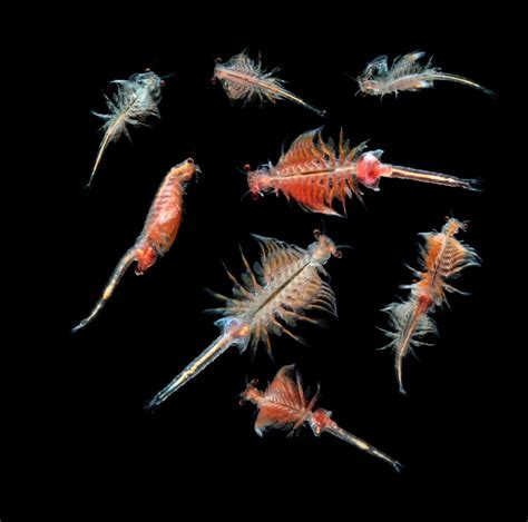 What Eats Plankton American Oceans