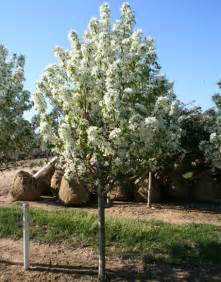 Spring Snow Crabapple Tree Le Nursery Stock 31 K Bid