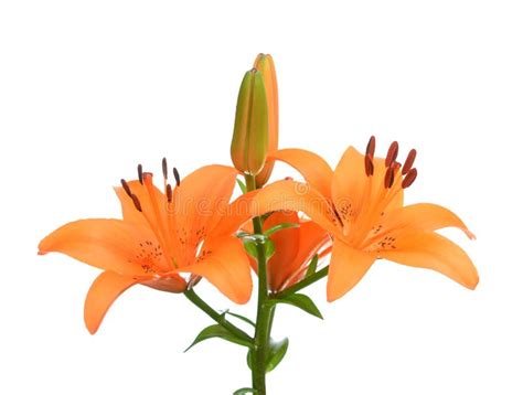 Lily Flower Stock Photo Image Of Beauty Elegance Blossom 178446950