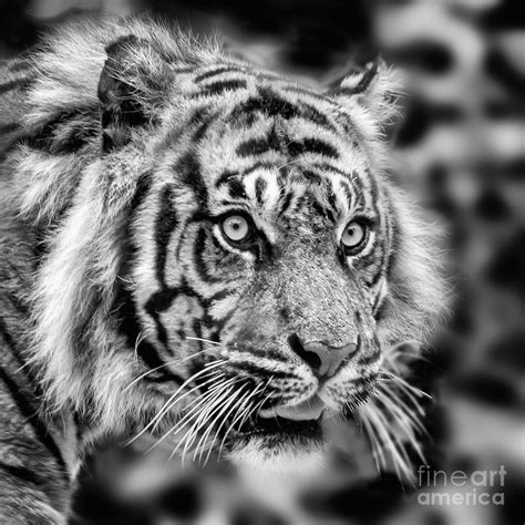 Tiger Photography Black And White