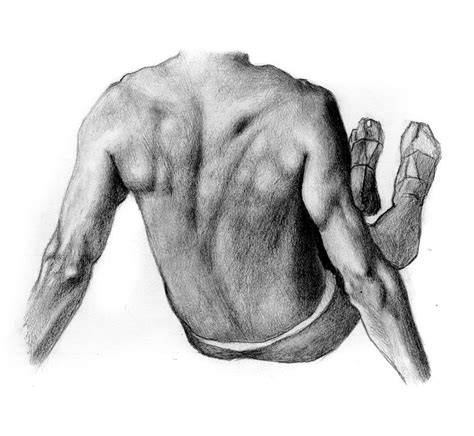 Back And Arm Muscles Study By Malteblom On Deviantart