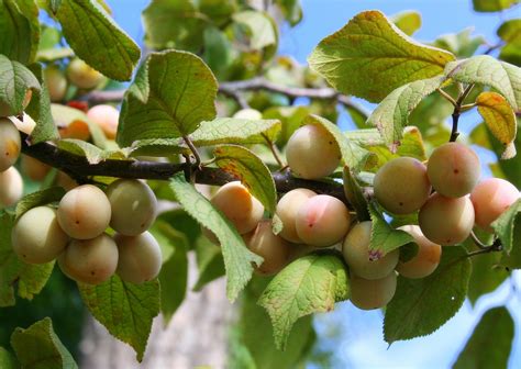 Mexican Plum Bigtree Plum Prunus Mexicana The Land Prod Flickr