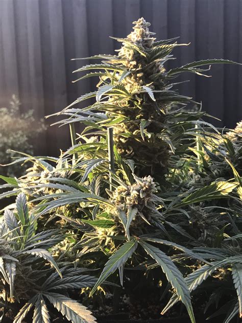 Green House Seeds Kings Kush Auto Grow Journal Week13 By Drkush Growdiaries