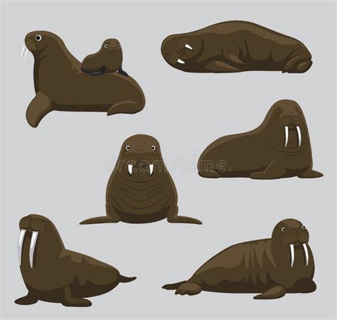 Walrus Cartoon Character Cute Vector Illustration Stock Vector