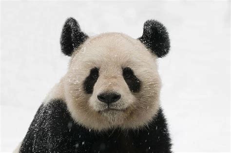 Rf Head Portrait Of Giant Panda Ailuropoda Melanoleuca 18283936