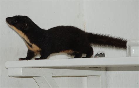 The Elusive Colombian Weasel Observation Of The Week 12918