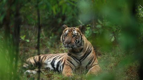 Tiger Sightings In Bandhavgarh Of Two Sub Adult Male Cubs October 2019