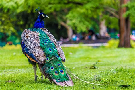 Beautiful Peafowl Awesome Hd Wallpapers High Resolution All Hd Wallpapers