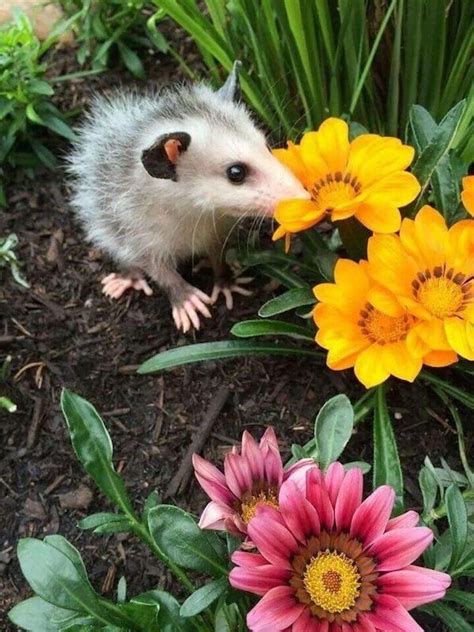 Links 33119 In 2020 Animals Beautiful Opossum Cute Creatures