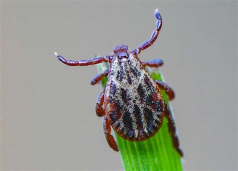 ‘infestation Can Occur In California What To Know About The Tick Time