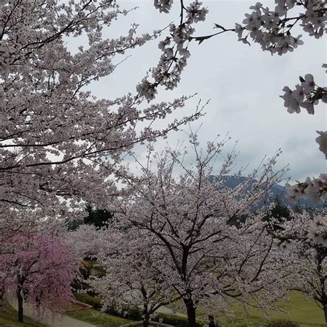 Cherry Blossom Forecast In Nagano April April 2019 Updated On April