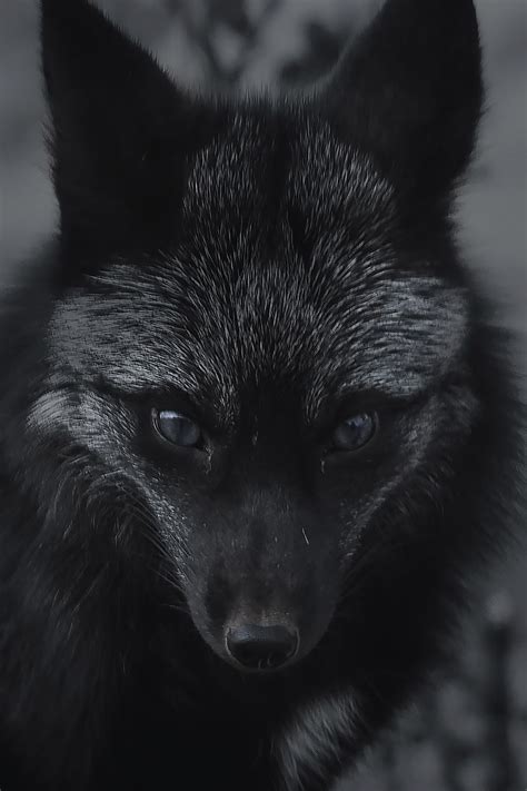 Black Fox Hd Wallpaper