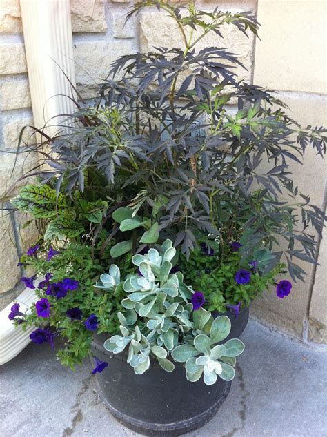 Sun Or Shade Containers For Both Container Plants