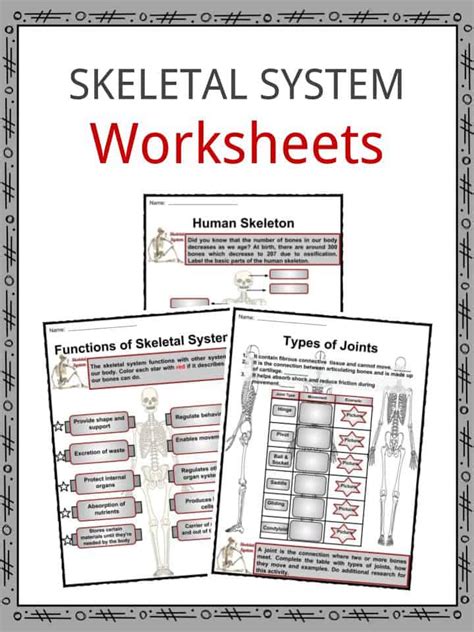 The Skeletal System Facts And Worksheets For Kids Bones Structure Health