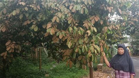 Ratusan Pohon Duku Di Ciamis Terserang Penyakit Daun Aneh Sakataid