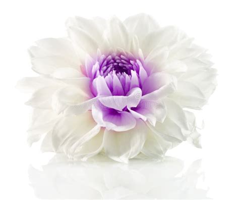 White Flower With Purple Center Isolated On The White Background Stock