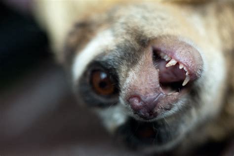 Armed And Dangerous Murder Lorises Use Their Venom Against Each Other