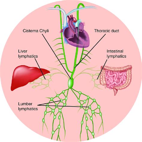 Lymphatic Drainage System Diagram