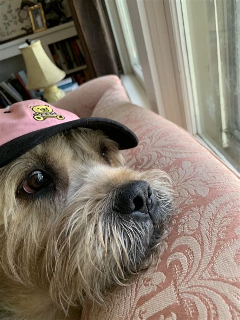 Doggo In A Hat Rdogswearinghats