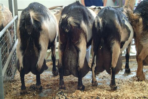 Situation Of Dairy Goats In The World NC State Extension