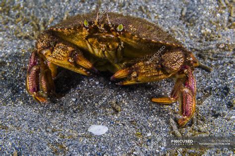 Atlantic Rock Crab Closeup Shot — Cancridae Malacostraca Stock Photo