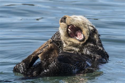 Southern Sea Otter Yawning Enhydra Lutris Nereis Morro Ba Flickr