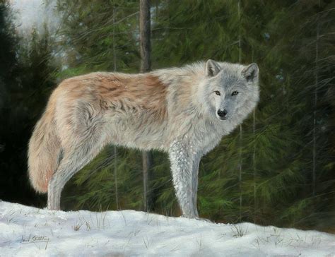 Grey Wolf In Snow Painting By David Stribbling