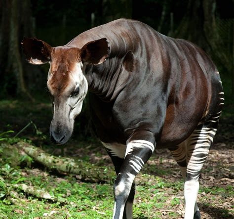 Okapi Learn More At Wildlife Conservation Network