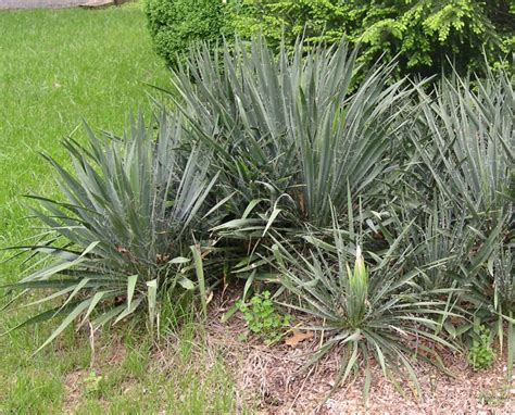 Blooms on yucca plants generally appear during the warmest part of the growing season but differ slightly with each species. Yucca - Plant of the week #5 , page 1