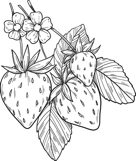 Strawberry Plant Coloring Page Colouringpages