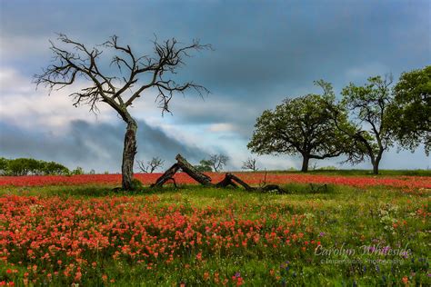 Texas Hill Country Landscape Photos Texas Hill Country Photography