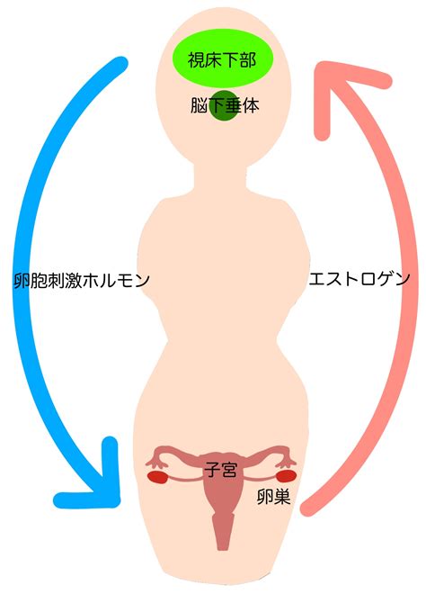 Mtfトランスジェンダーへの女性ホルモン治療基礎知識 乙女塾