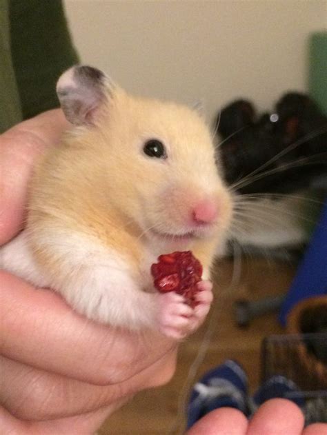 Some countries eat cat meat regularly, whereas others have only consumed some cat meat in desperation during wartime or poverty. Can Hamsters Eat Raspberries