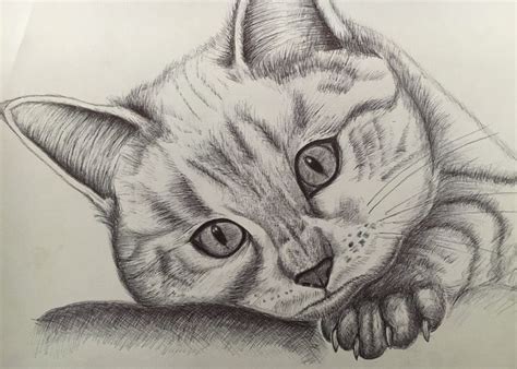 Von jemandem, etwas zeichnend (1a) ein bild. Ohne Titel | Tiere zeichnen, Katzen kunst und Zeichnungen
