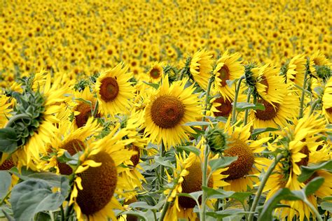 The 10 Must See Sunflower Farms In Illinois