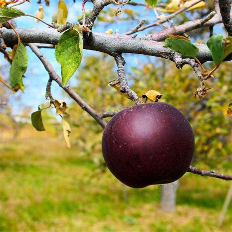 Buy Pixies Gardens 7 Gallon Arkansas Black Apple Tree Produces Lots Of