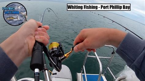 Whiting Fishing Port Phillip Bay Youtube