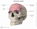 Frontal bone | Encyclopedia | Anatomy.app | Learn anatomy | 3D models ...