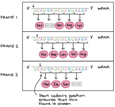 How To Write Mrna Sequence From