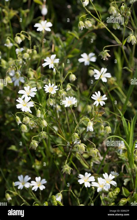 Delicate White Flowers Of Wildflowers In Hedgerow In Summertime In