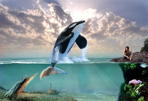 Dolphin 3d Art Orca Whale Ocean Fantasy Creative Wallpapers Hd