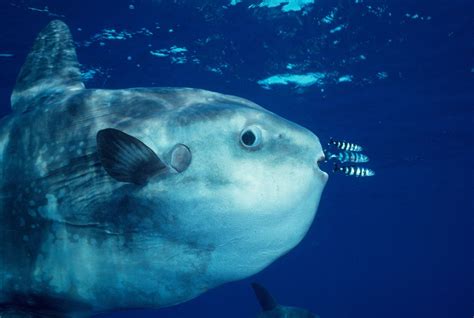 Goofy Looking Ocean Sunfish Are Actually Active Swimmers