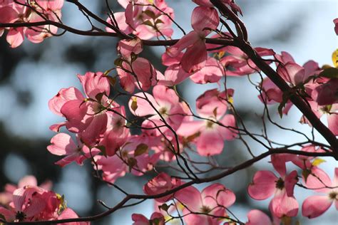 Close Up Shot Of Pink Dogwoods In Bloom · Free Stock Photo