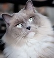 This is Kesha. She is a blue mitted mink. | Ragdoll cat, Lovely ...