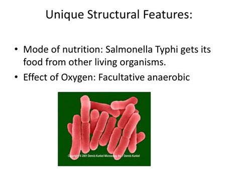 Ppt Salmonella Typhi Powerpoint Presentation Id6516571