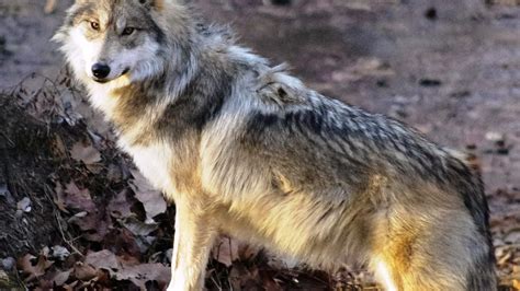 Endangered Wolf Center Dana Brown Charitable Trust